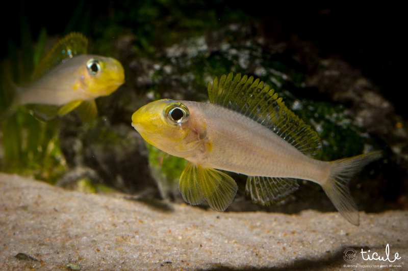 Xenotilapia sp. 'papilio sunflower' Chituta Bay